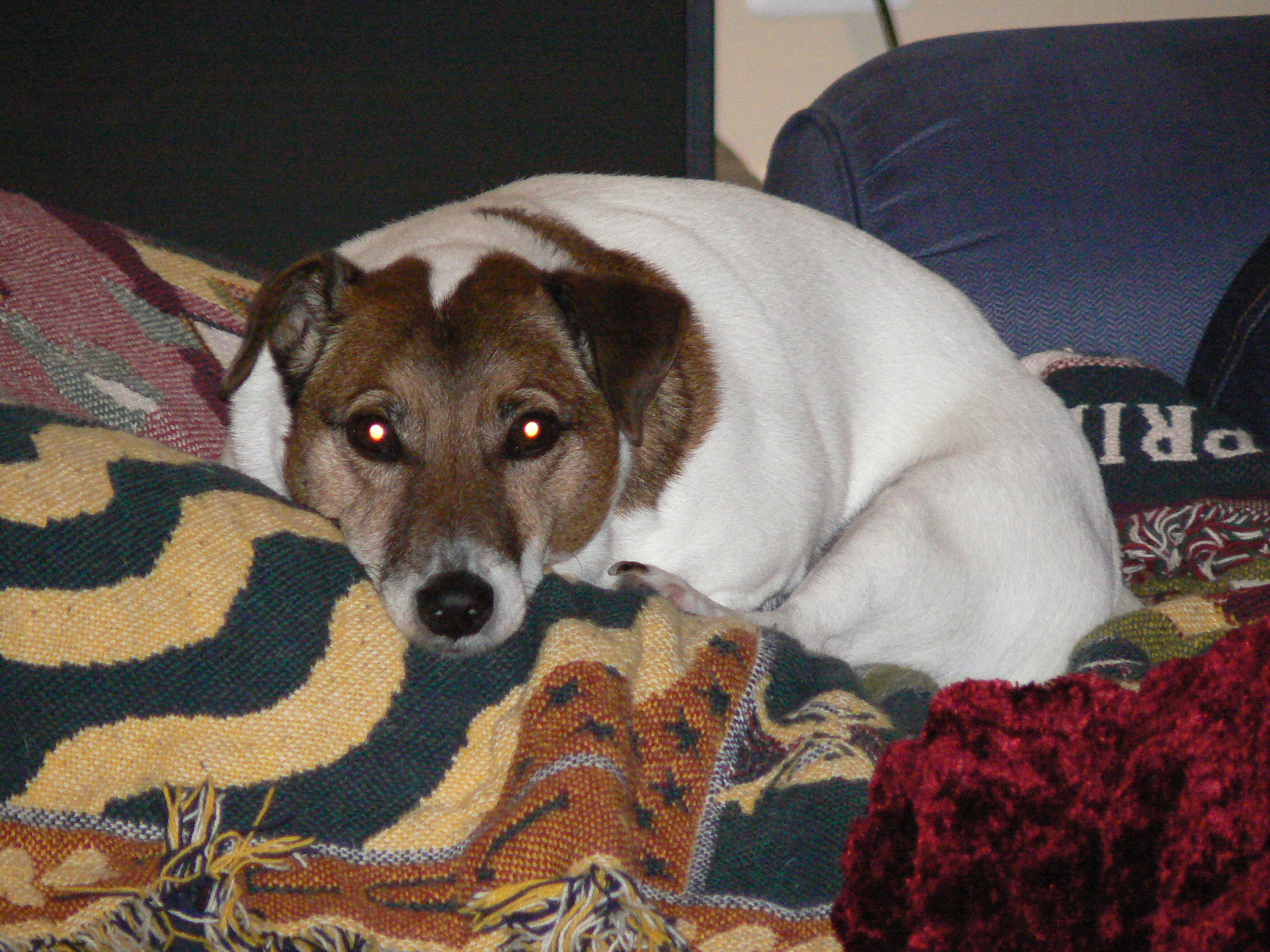 Vinnie is looking for a forever home