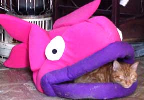 fishy boy