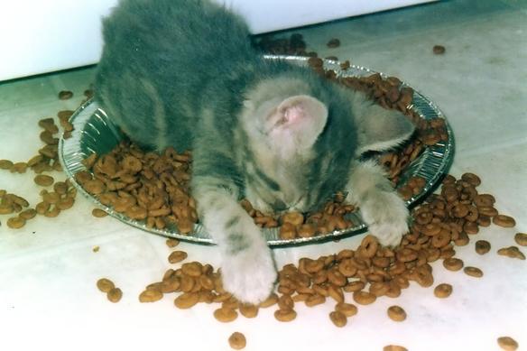 overdosed kitty