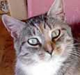 cat rebellion ringleader