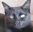 cat rebellion ringleader