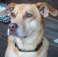 Dakota dog