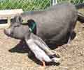 duck confers with pig