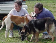 walking dogs