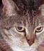 cat button