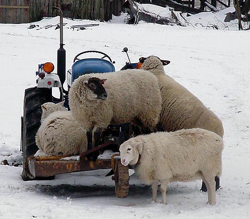 VOTE SHEEP!